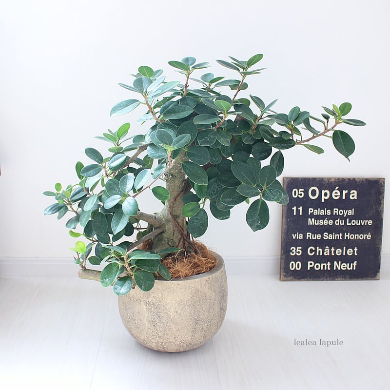 パンダガジュマル>現品 陶器鉢 | lealea lapule パンダガジュマル>現品 陶器鉢 | lealea lapule