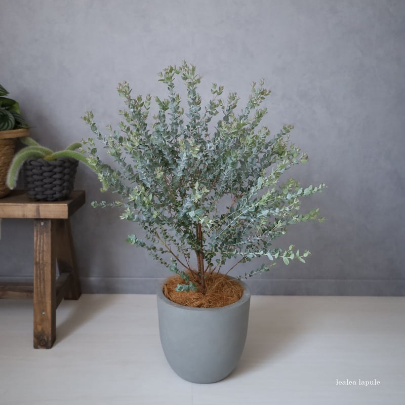 【厳選】大型　ユーカリ　ムーンラグーン　バルーン陶器鉢　植え込み発送 ユーカリ ムーンラグーン＞1点もの | lealea lapule