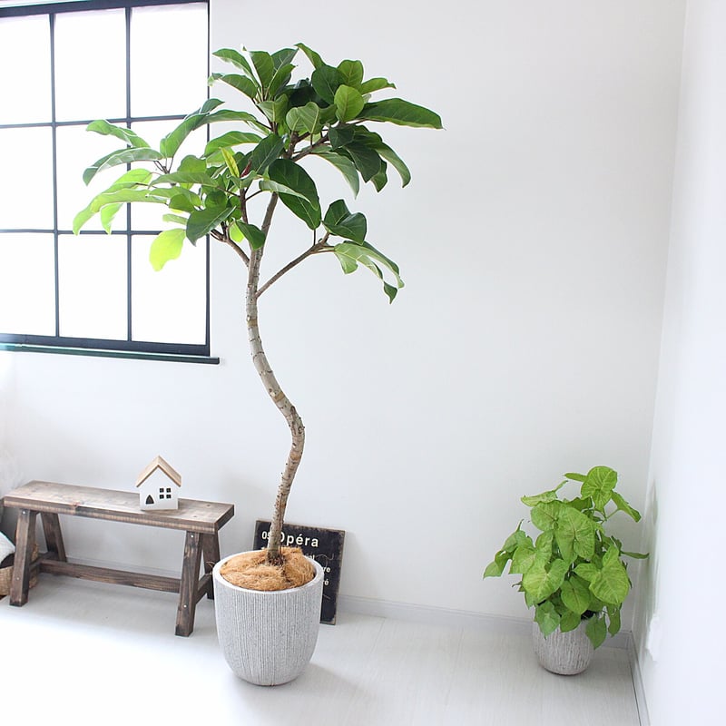 大型170㎝‼＜フィカス・アフリカンプリンス＞現品 希少な曲がり