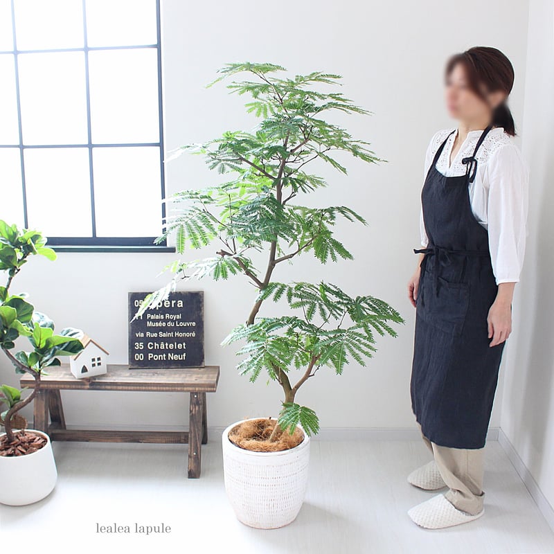 エバーフレッシュ>150㎝ 曲がり 現品 陶器鉢 | lealea lapule エバーフレッシュ>150㎝ 曲がり 現品 陶器鉢 | lealea lapule