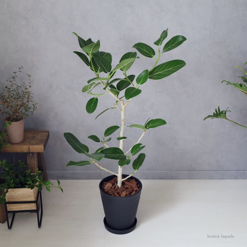 フィカス・ベンガレンシス＞現品 | lealea lapule