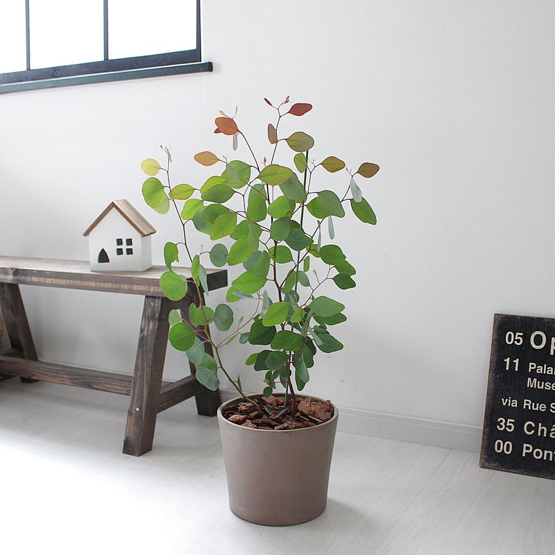 ユーカリ ポポラス> 現品 | lealea lapule ユーカリ ポポラス> 現品 | lealea lapule