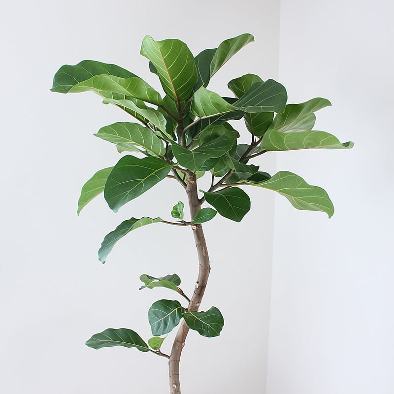 希少なフィカス・アフリカンプリンス Amazon｜希少☆曲がりが素敵なフィカス・アフリカンプリンス