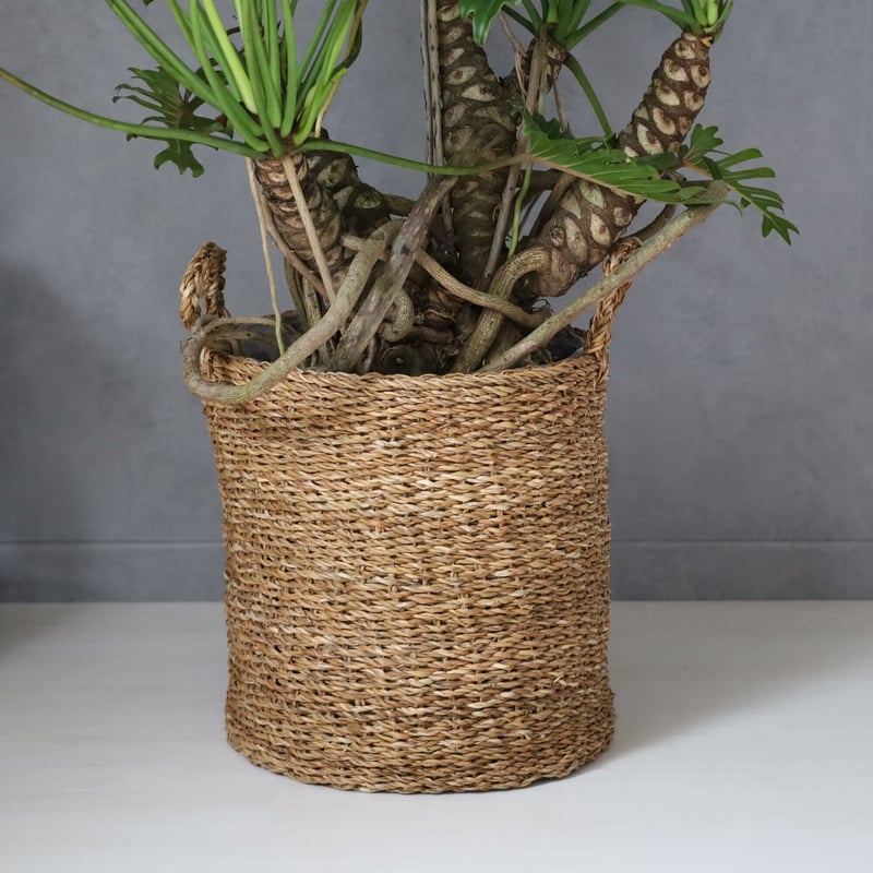 【現品】クッカバラ　幹立ち　8号　青鉢　（1） 現品】クッカバラ 幹立ち 8号 青鉢 （1） 現品】クッカバラ 幹