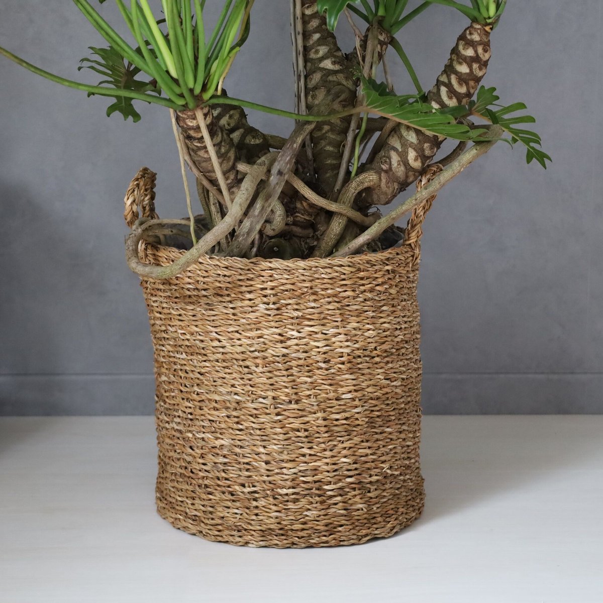 【現品】クッカバラ　幹立ち　8号　青鉢　（1） クッカバラ 幹立ち - TRANSHIP