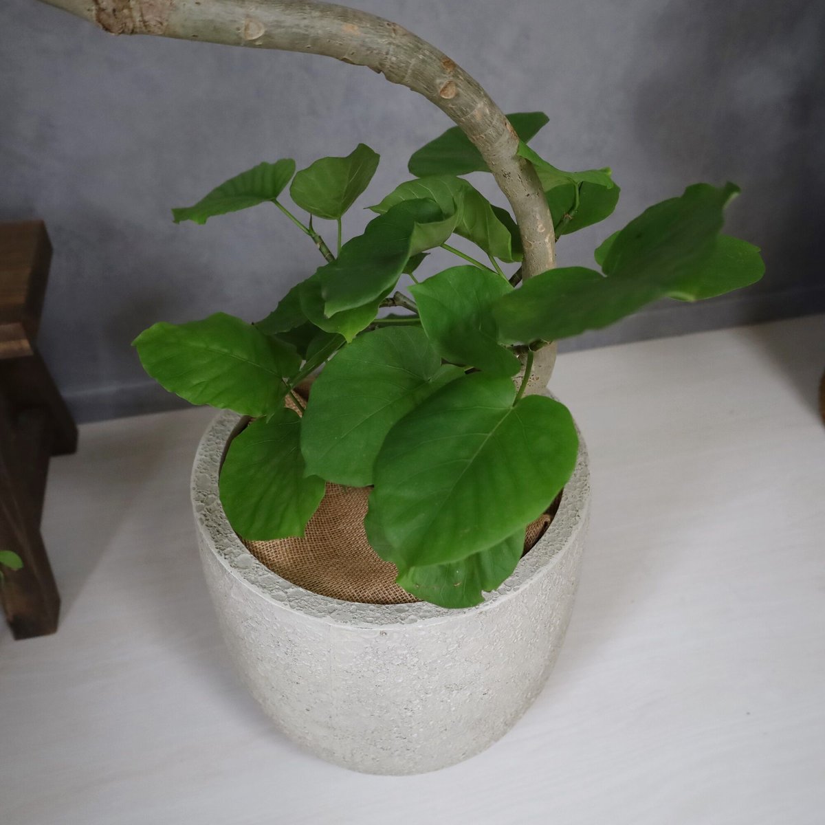 ウンベラータ〉約150㎝ 現品 曲がり | lealea lapule ウンベラータ〉約150㎝ 現品 曲がり | lealea lapule