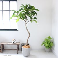 フィカス・アフリカンプリンス＞現品 希少な曲がり | lealea lapule