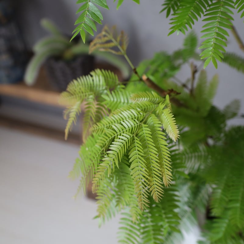 エバーフレッシュ＞130㎝ 現品 陶器鉢 | lealea lapule