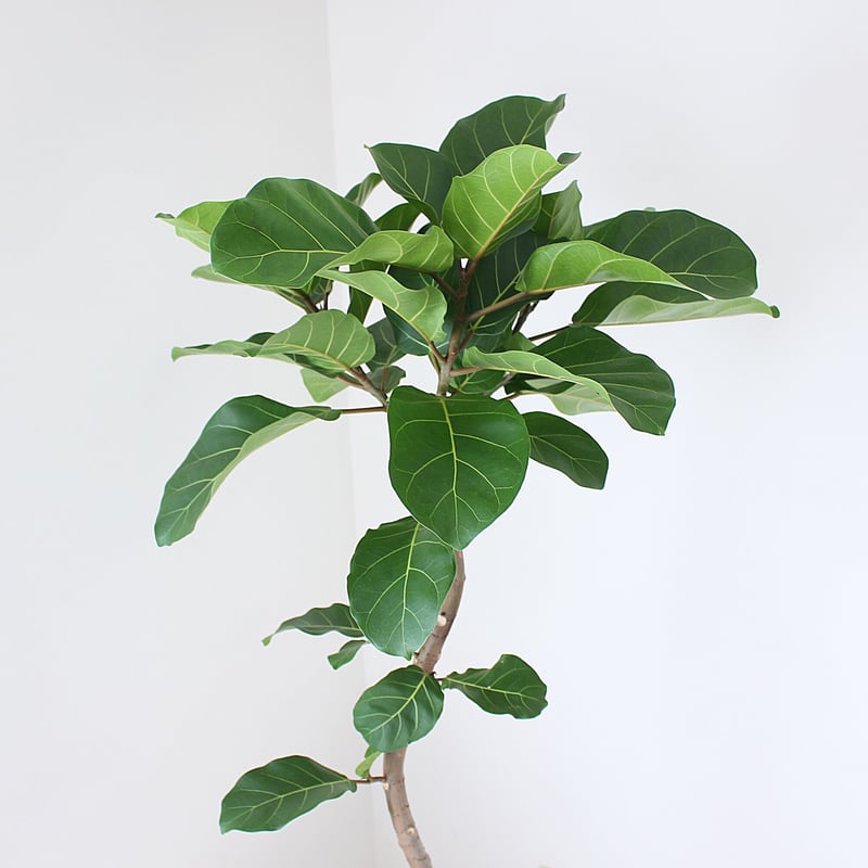 大型サイズ‼＜フィカス・アフリカンプリンス＞現品 希少な曲がり