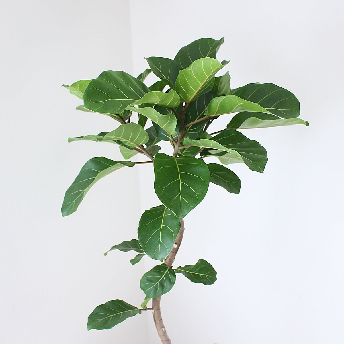 大型サイズ‼＜フィカス・アフリカンプリンス＞現品 希少な曲がり