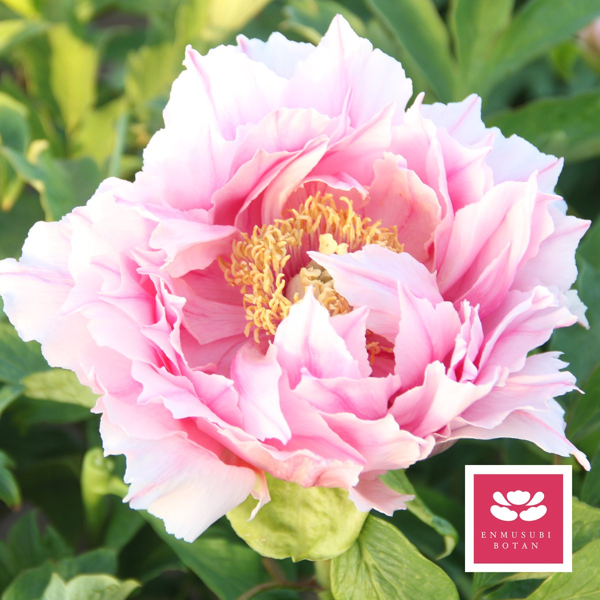 オーロラ | 牡丹・芍薬の通信販売 松本農園通販サイト