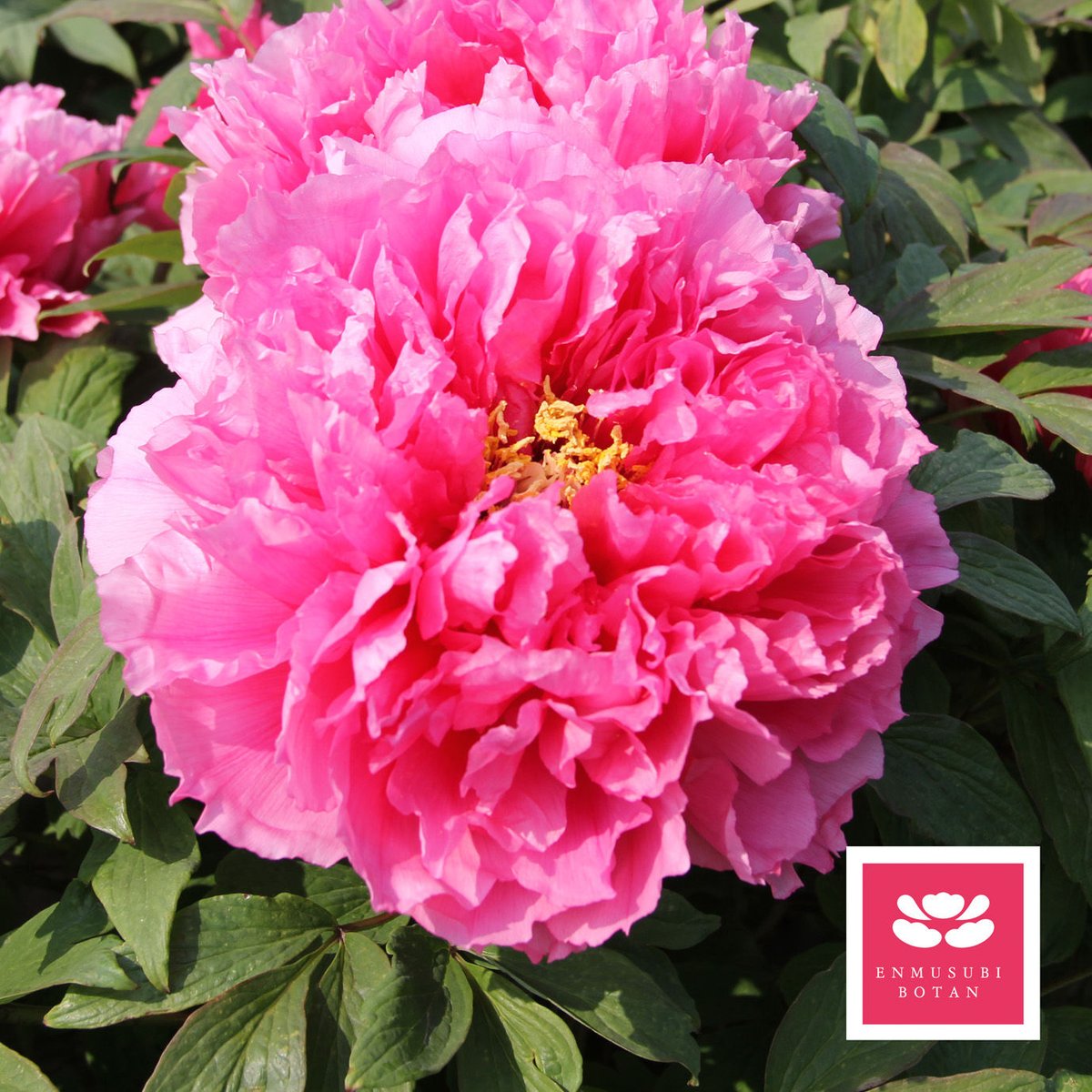 花魁 | 牡丹・芍薬の通信販売 松本農園通販サイト