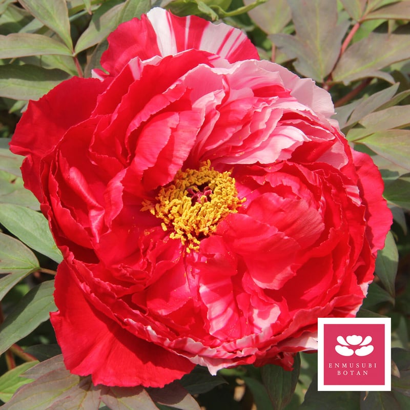 島錦 | 牡丹・芍薬の通信販売 松本農園通販サイト