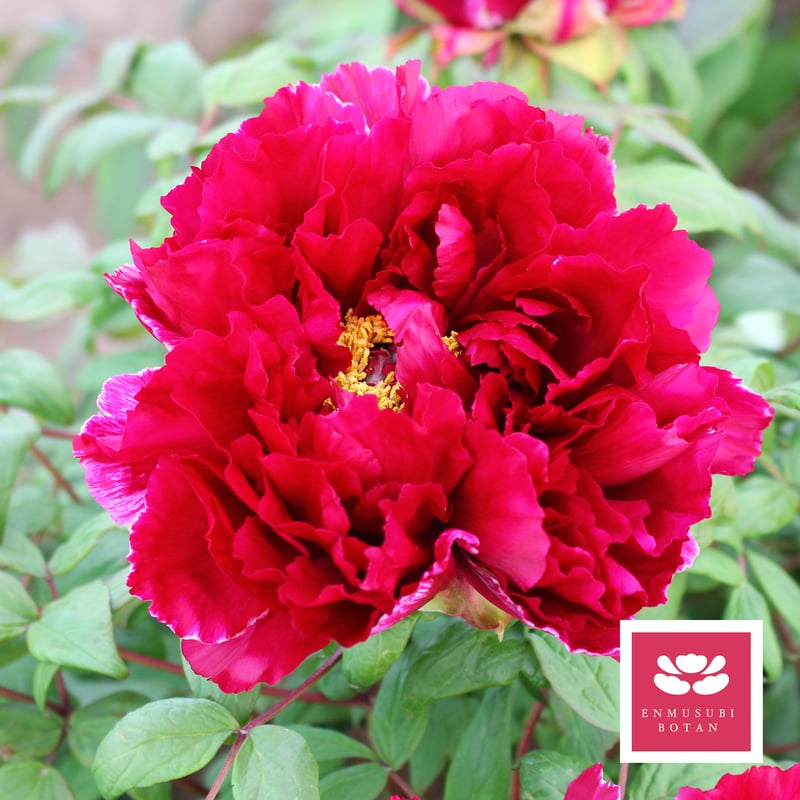 紫晃錦 | 牡丹・芍薬の通信販売 松本農園通販サイト 紫晃錦 | 牡丹・芍薬の通信販売 松本農園通販サイト