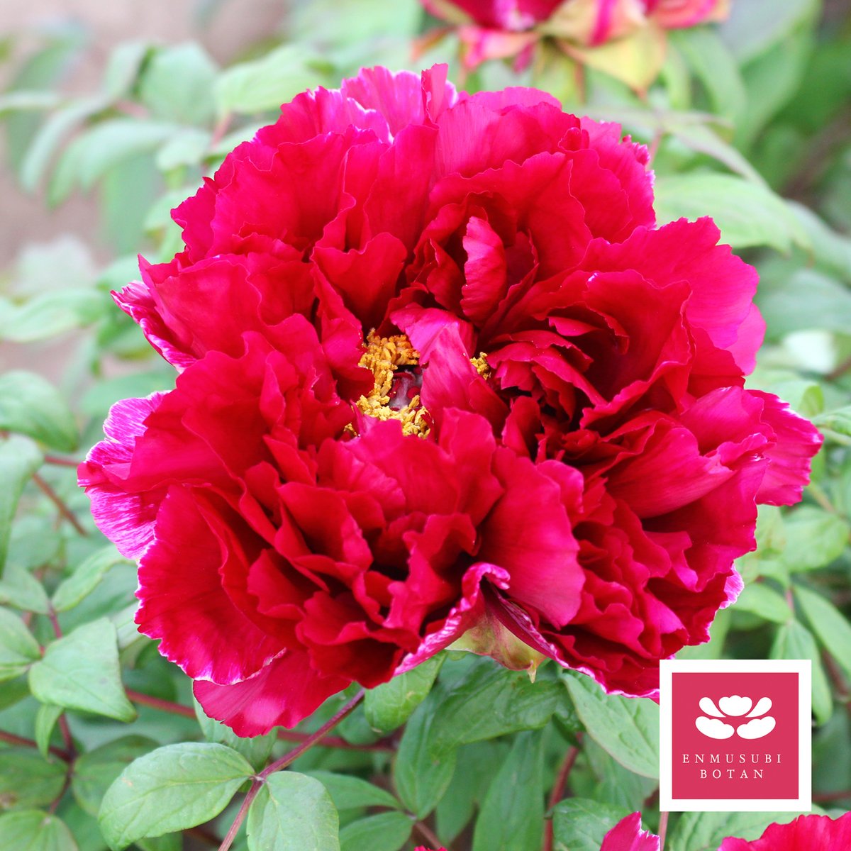 紫晃錦 | 牡丹・芍薬の通信販売 松本農園通販サイト