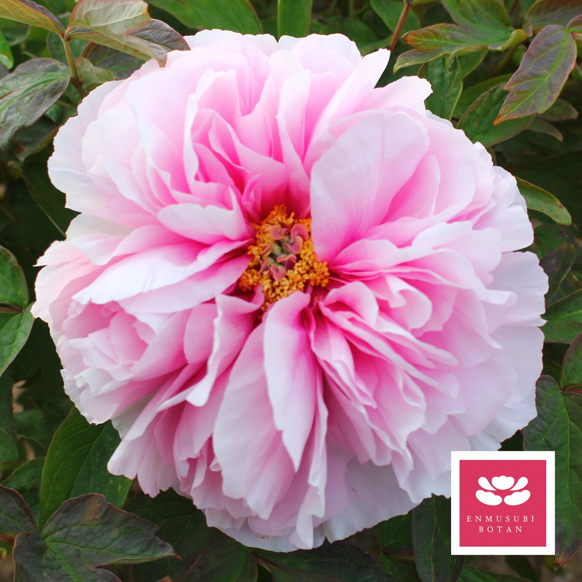 牡丹ページ①♪ 九十九獅子 | 牡丹・芍薬の通信販売 松本農園通販サイト