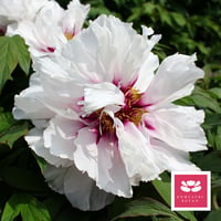 八千代椿 | 牡丹・芍薬の通信販売 松本農園通販サイト