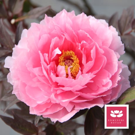 CATEGORY 桃色系 | 牡丹・芍薬の通信販売 松本農園通販サイト