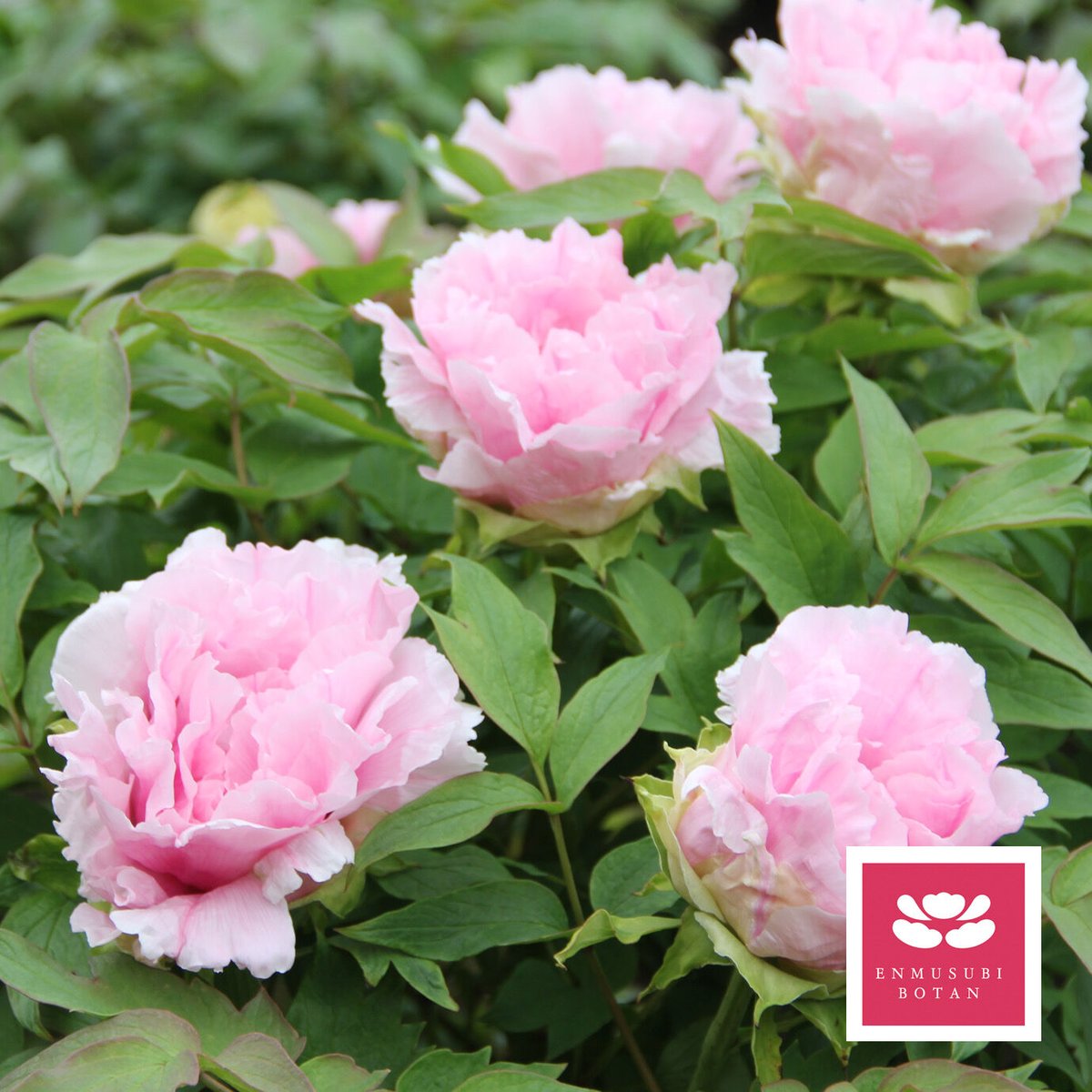 牡丹 愛連花 | 牡丹・芍薬の通信販売 松本農園通販サイト