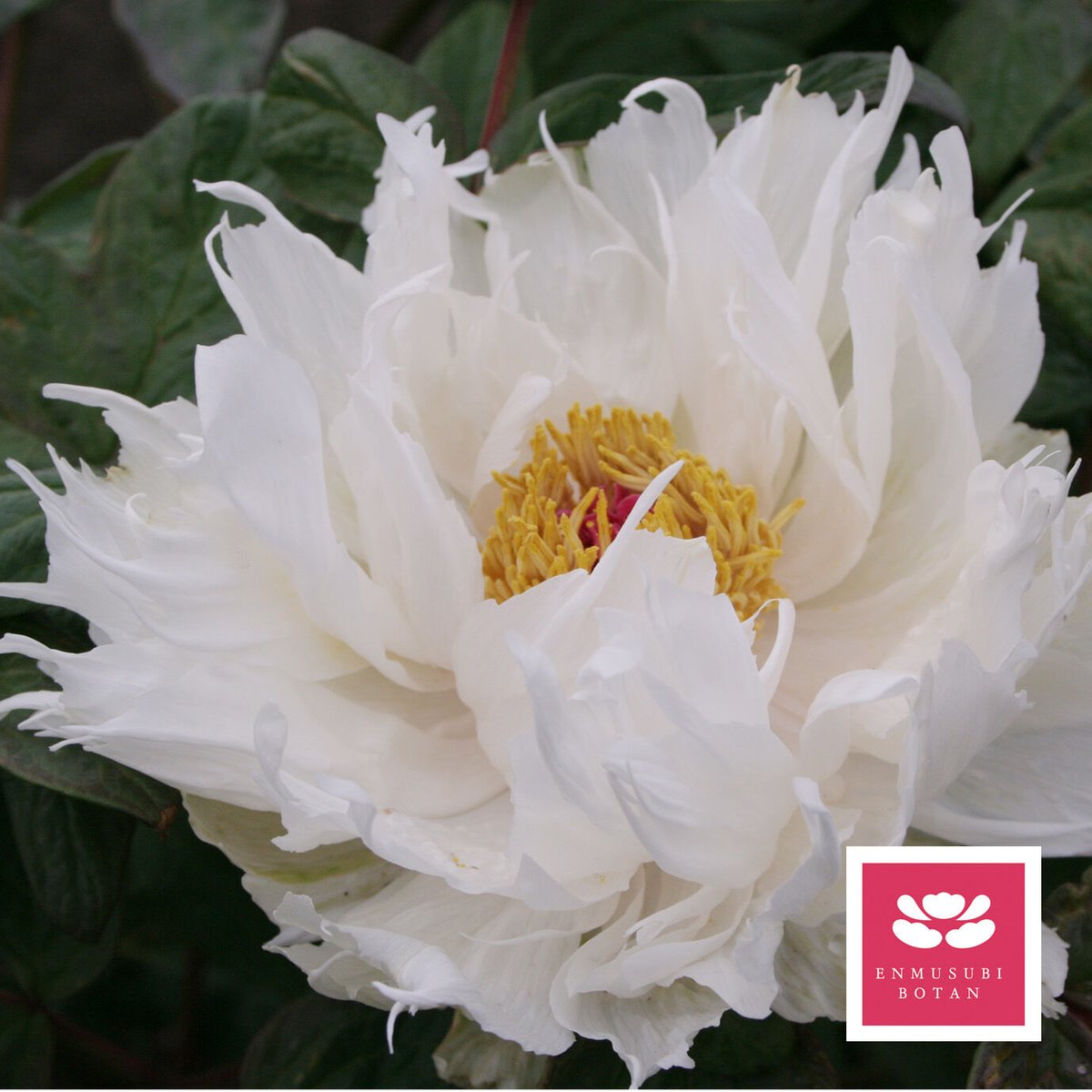 御国の曙 | 牡丹・芍薬の通信販売 松本農園通販サイト