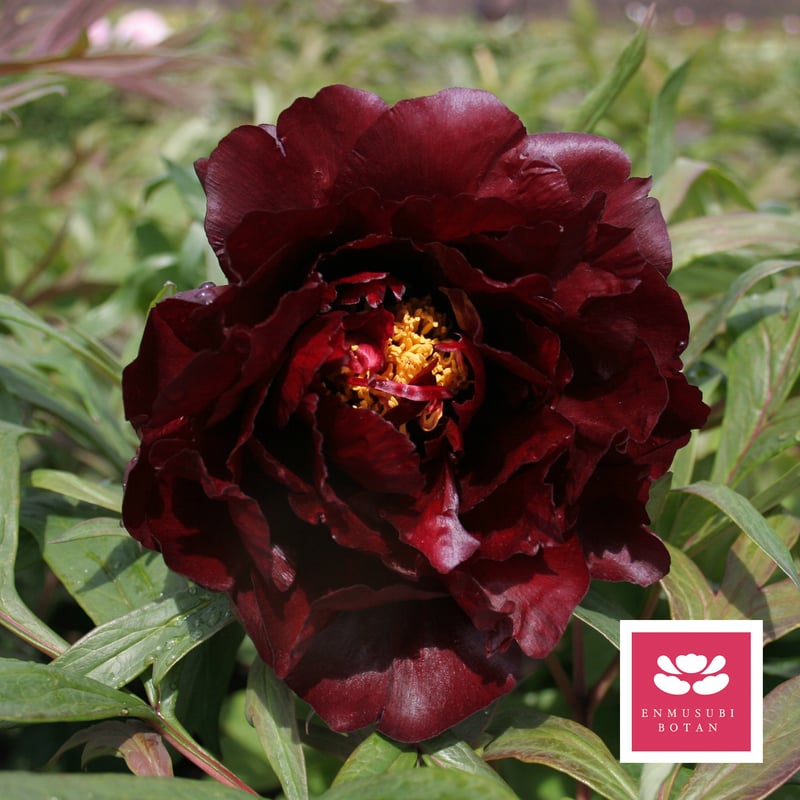 牡丹 ブラックパンサー | 牡丹・芍薬の通信販売 松本農園通販サイト