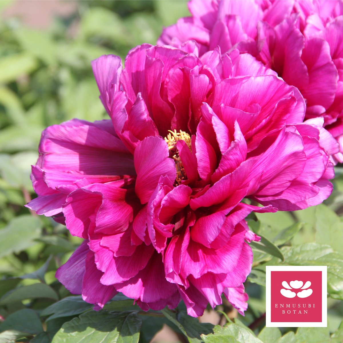 八雲 | 牡丹・芍薬の通信販売 松本農園通販サイト