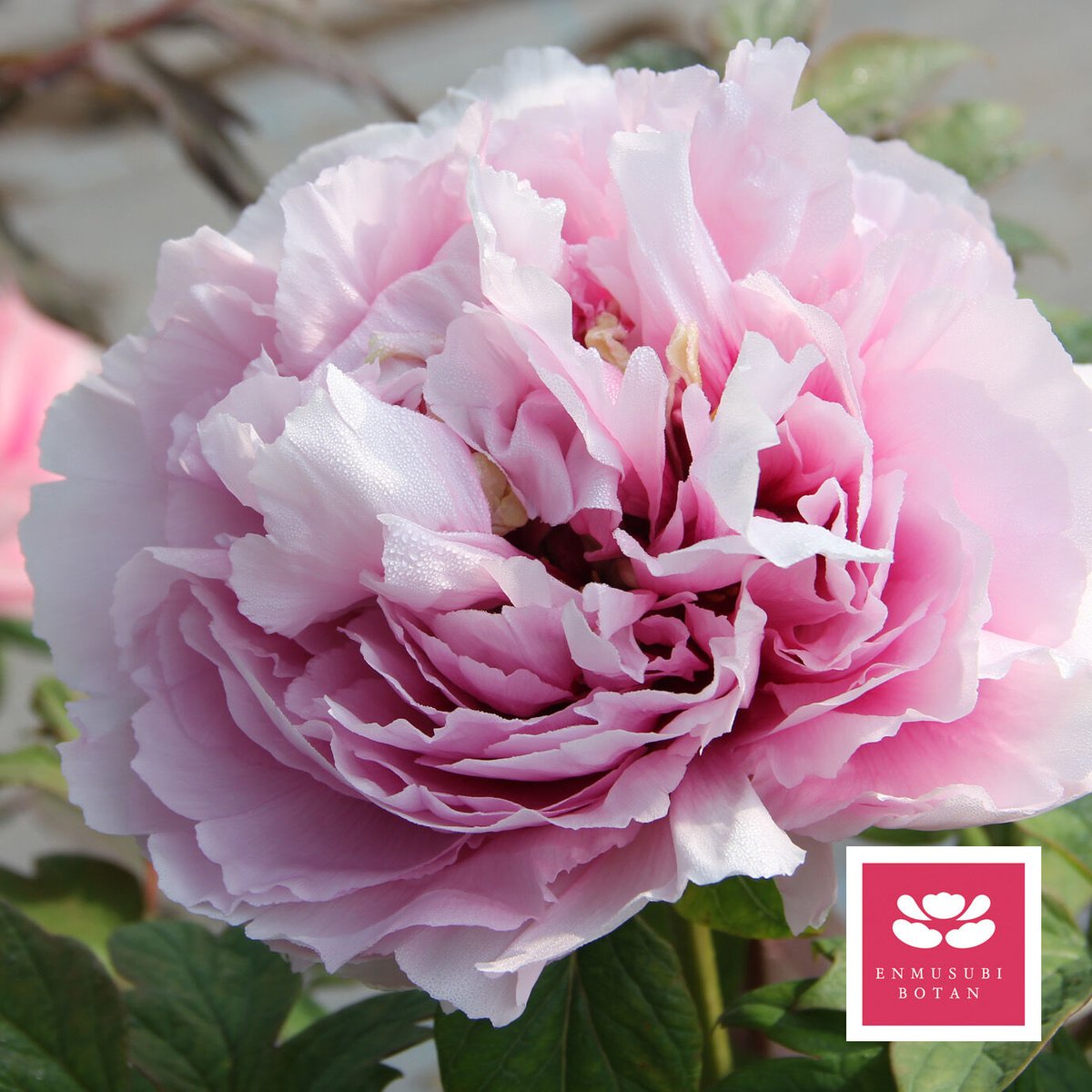 絵の姿 | 牡丹・芍薬の通信販売 松本農園通販サイト