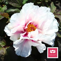 薄化粧