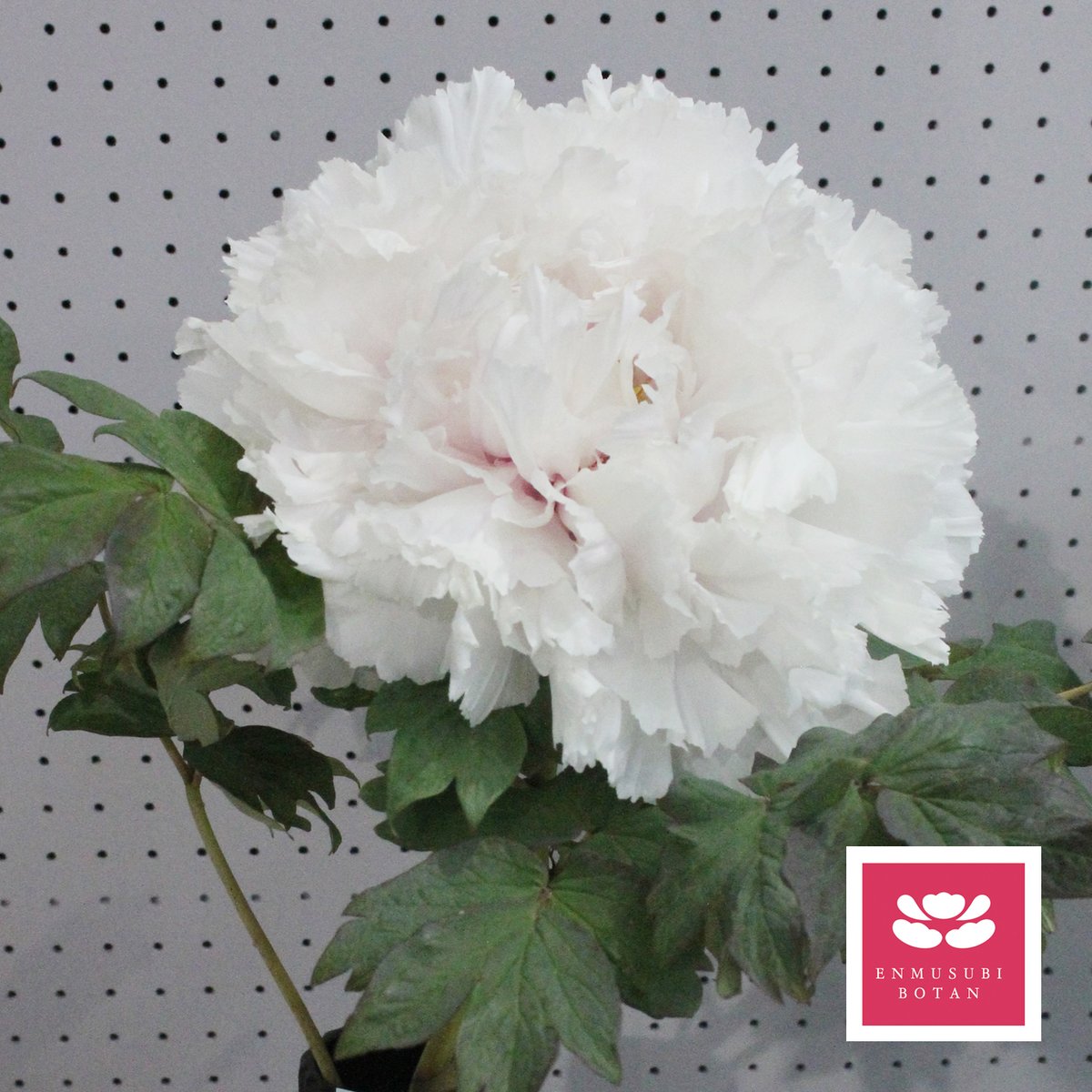 巨大輪の新品種【華関白】モンヤ農園コラボ | 牡丹・芍薬の通信販売