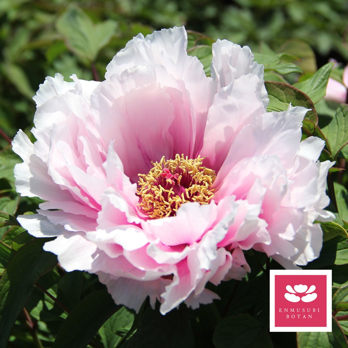 園木華堂牡丹 入江の華 | 牡丹・芍薬の通信販売 松本農園通販サイト