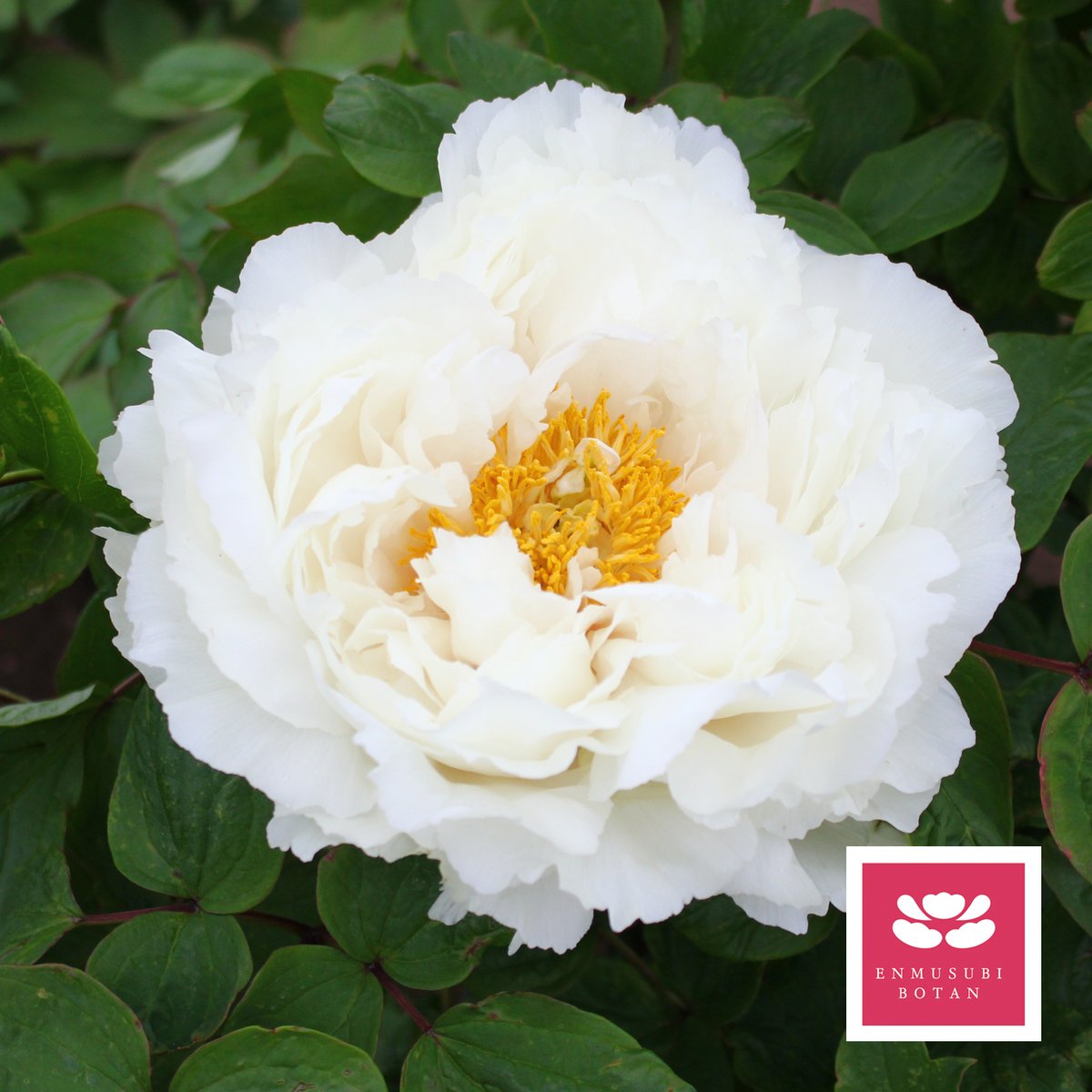 今姚黄 | 牡丹・芍薬の通信販売 松本農園通販サイト