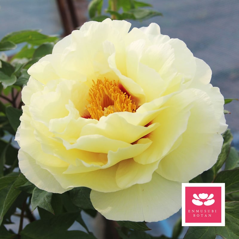 黄冠 | 牡丹・芍薬の通信販売 松本農園通販サイト