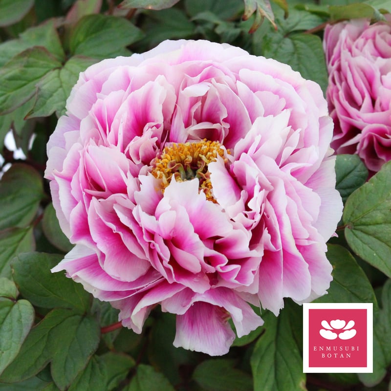 笑い獅子 | 牡丹・芍薬の通信販売 松本農園通販サイト