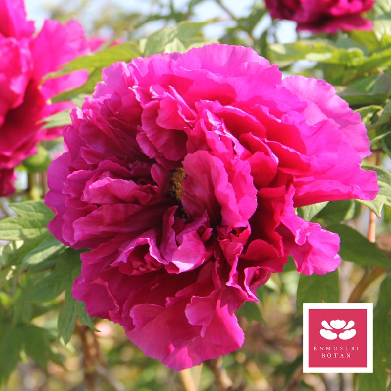 島大臣 | 牡丹・芍薬の通信販売 松本農園通販サイト