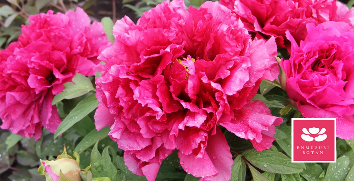 牡丹名鑑 （350種以上にのぼる品種を写真で解説） 牡丹図鑑｜須賀川