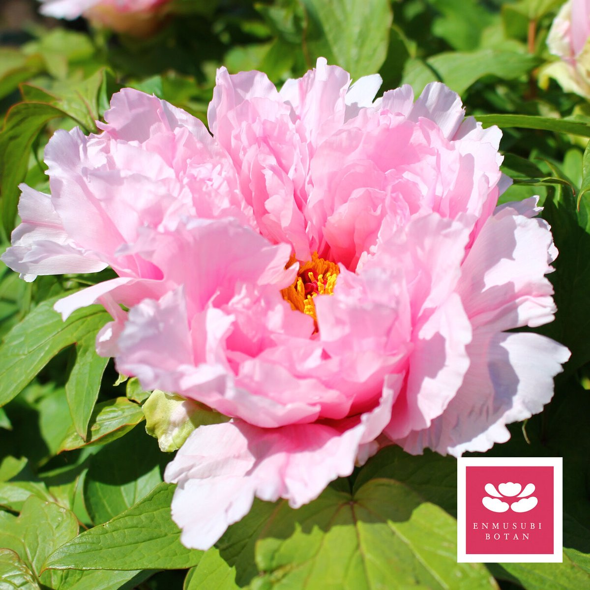 牡丹 愛連花 | 牡丹・芍薬の通信販売 松本農園通販サイト