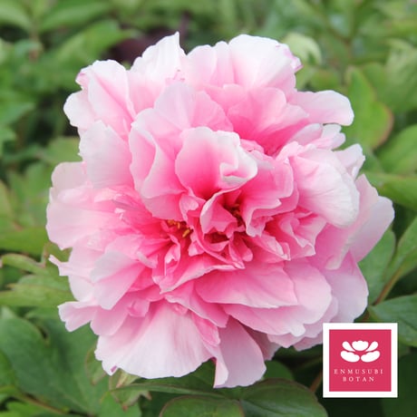 CATEGORY 桃色系 | 牡丹・芍薬の通信販売 松本農園通販サイト