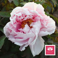 八千代椿 | 牡丹・芍薬の通信販売 松本農園通販サイト