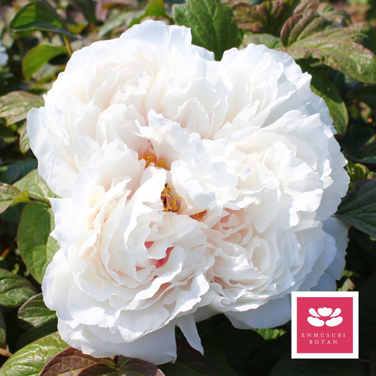 貴婦人 | 牡丹・芍薬の通信販売 松本農園通販サイト