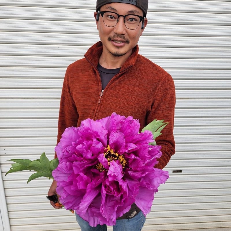 巨大輪の最新品種【華達磨】 | 牡丹・芍薬の通信販売 松本農園通販サイト