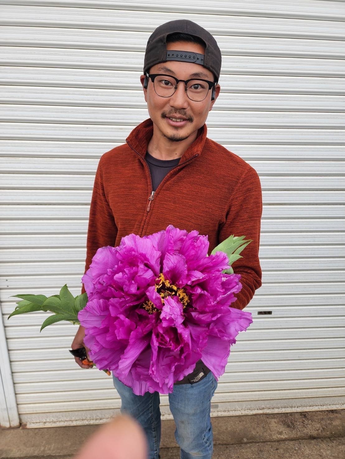 巨大輪の最新品種【華達磨】 | 牡丹・芍薬の通信販売 松本農園通販サイト