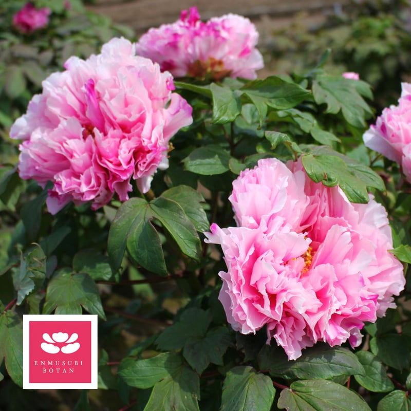 春光寿 | 牡丹・芍薬の通信販売 松本農園通販サイト