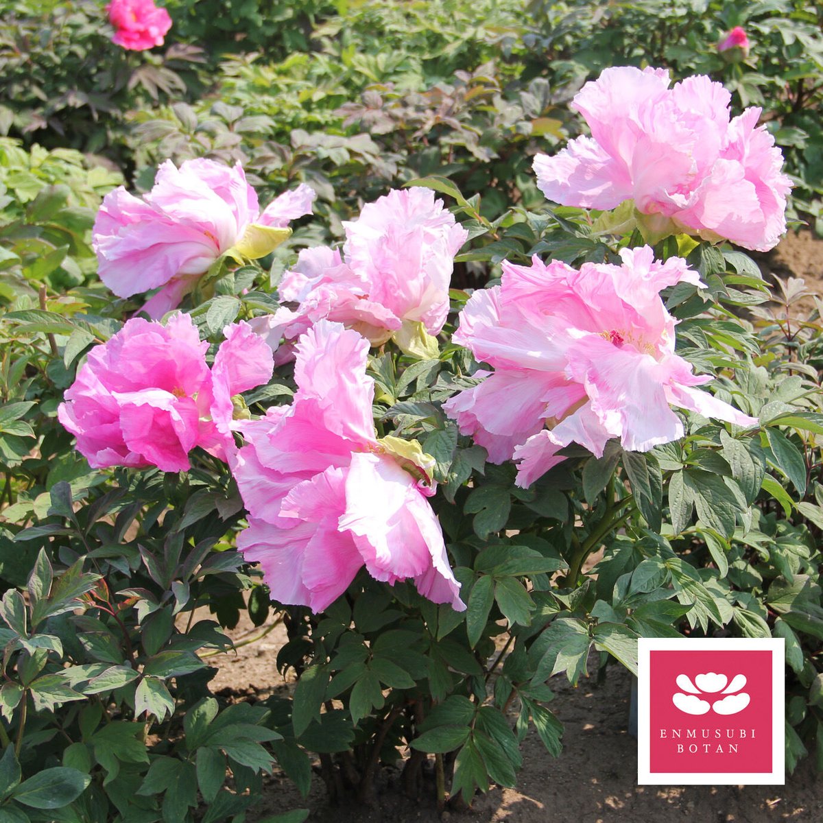 塚本　吉廣　牡丹 常盤津 | 牡丹・芍薬の通信販売 松本農園通販サイト