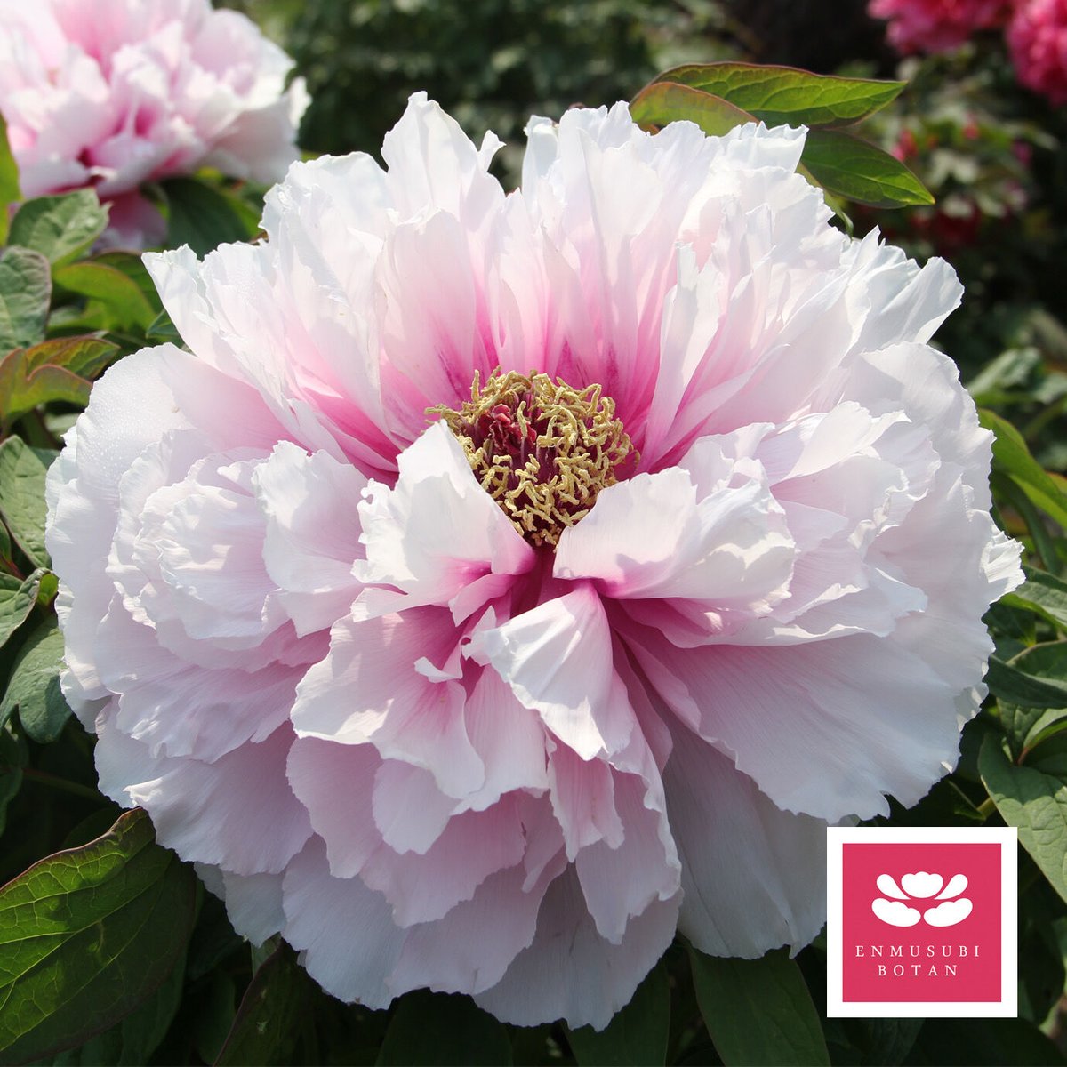 園木華堂牡丹 入江の華 | 牡丹・芍薬の通信販売 松本農園通販サイト