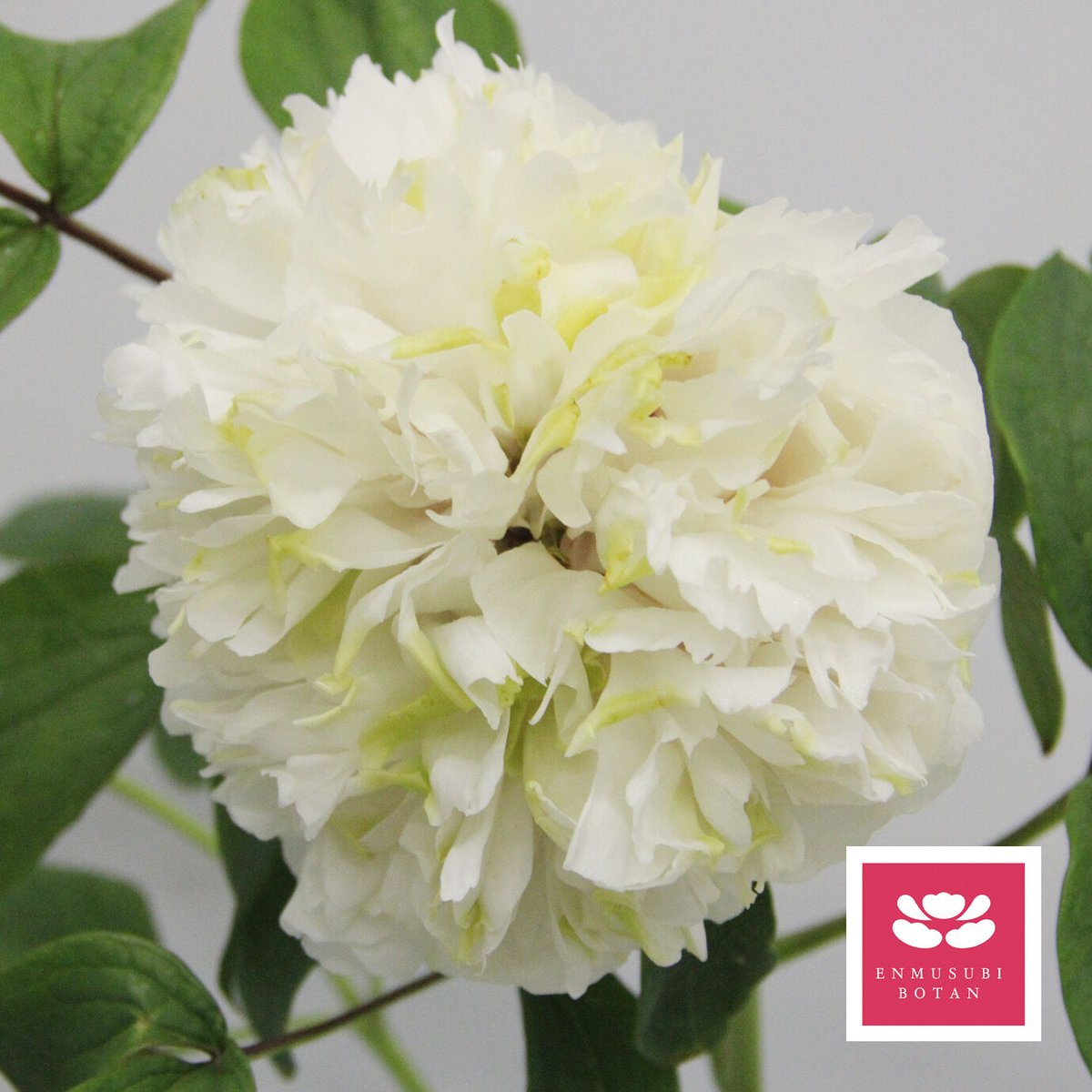 まりも | 牡丹・芍薬の通信販売 松本農園通販サイト
