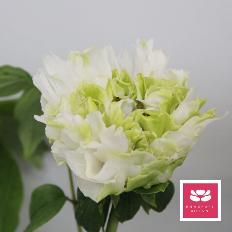 まりも | 牡丹・芍薬の通信販売 松本農園通販サイト
