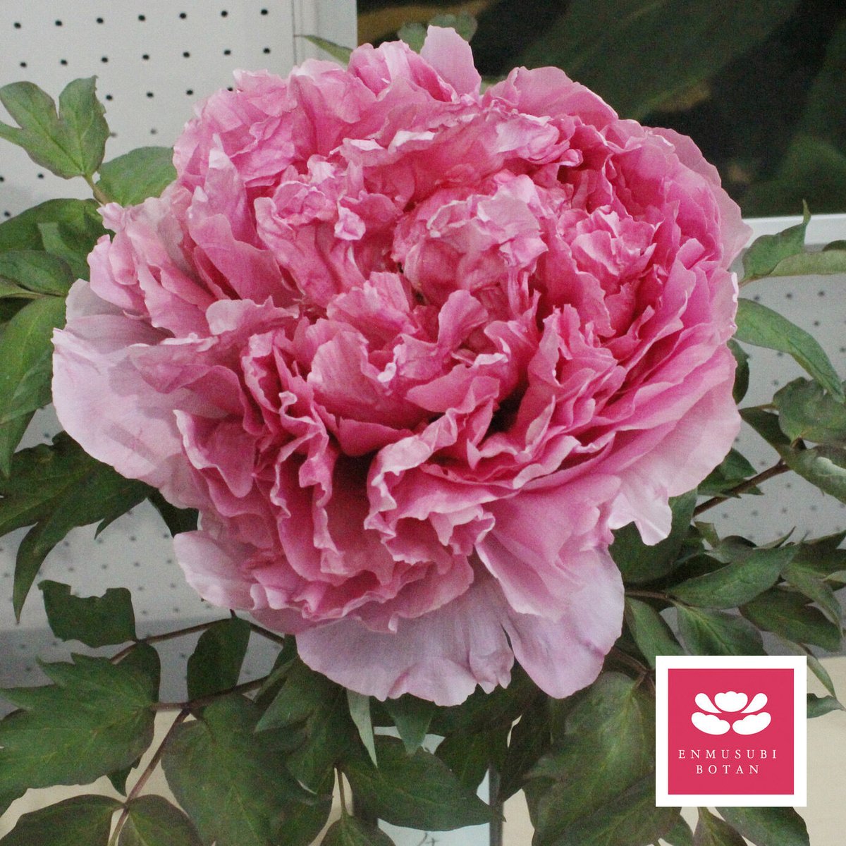 牡丹太陽 特大株 夕日の空 | 牡丹・芍薬の通信販売 松本農園通販サイト