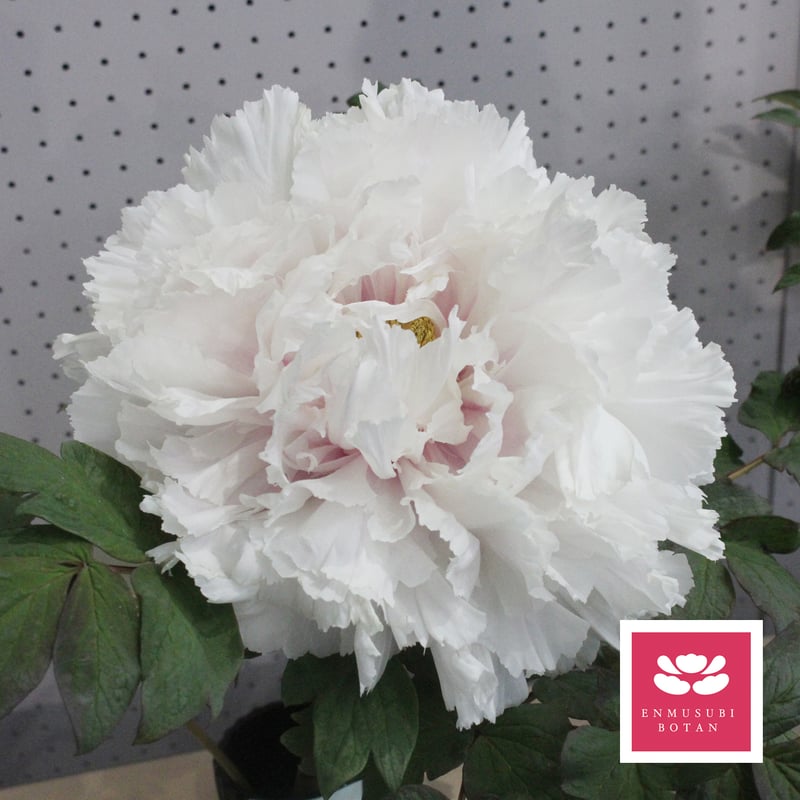 巨大輪の新品種【華関白】モンヤ農園コラボ | 牡丹・芍薬の通信販売