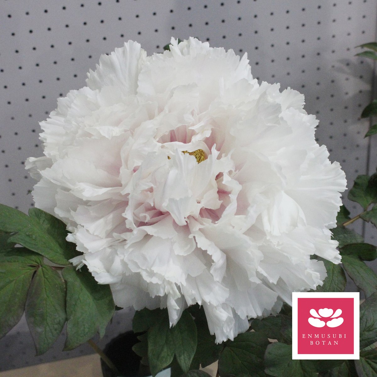 巨大輪の新品種【華関白】モンヤ農園コラボ | 牡丹・芍薬の通信販売