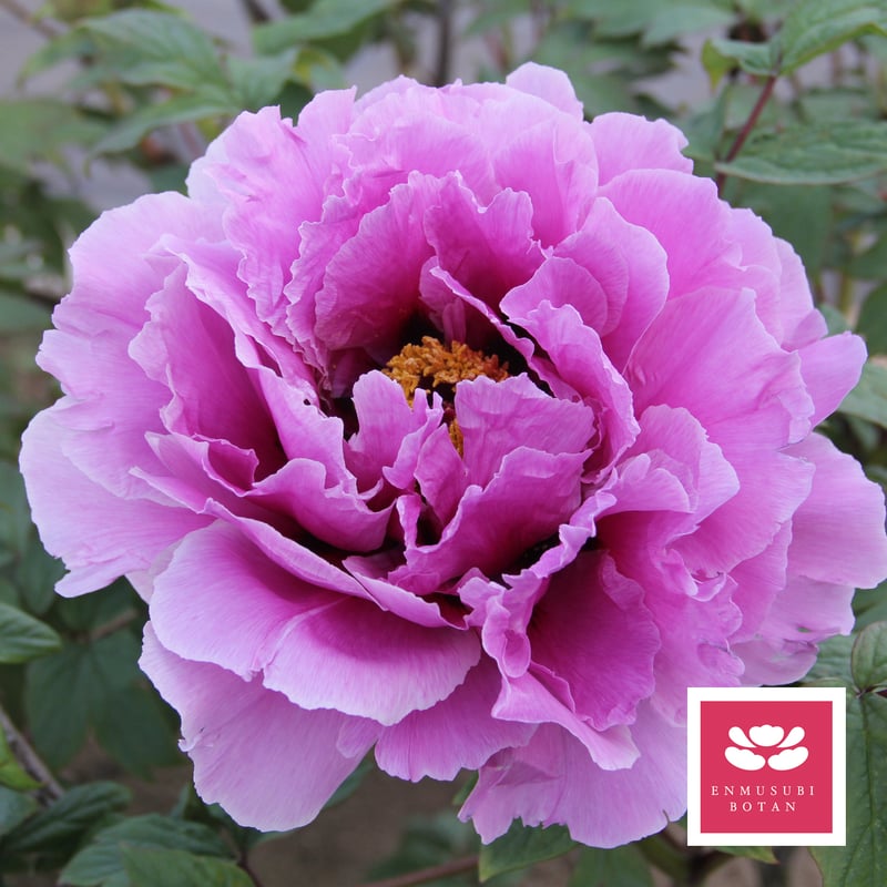 島根長寿楽 | 牡丹・芍薬の通信販売 松本農園通販サイト